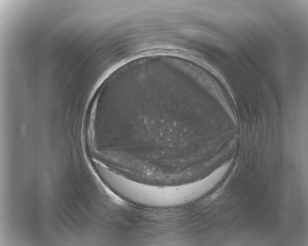 X0000064771533200603031812