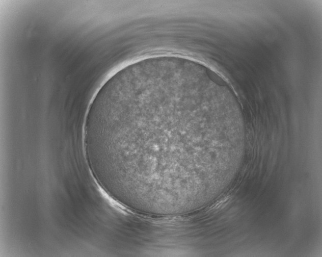 X0000064771535200603031812