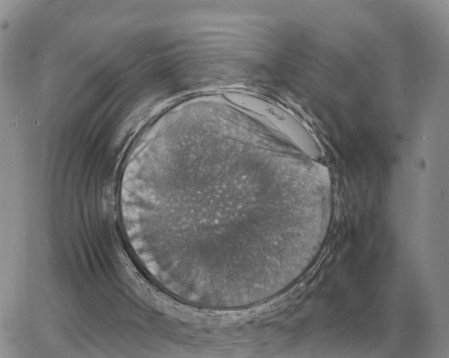 X0000064770002200603131445