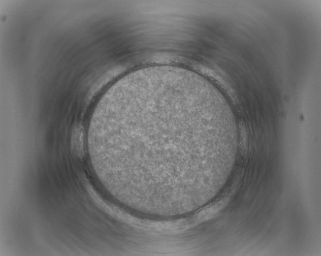 X0000064770016200603131445