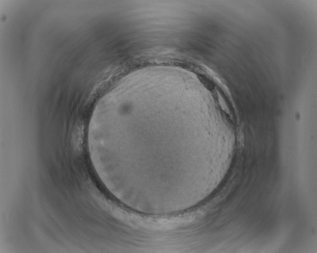 X0000064770018200603131445