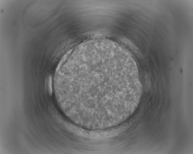 X0000064770022200603131445