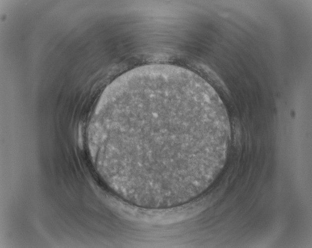 X0000064770026200603131445