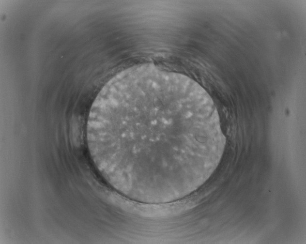 X0000064770030200603131445