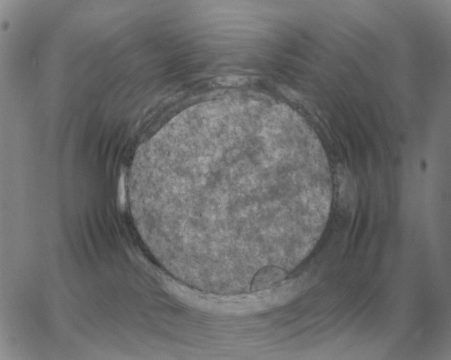 X0000064770042200603131445