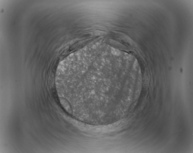 X0000064770043200603131445