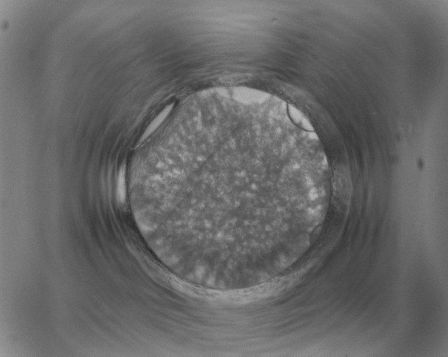 X0000064770046200603131445