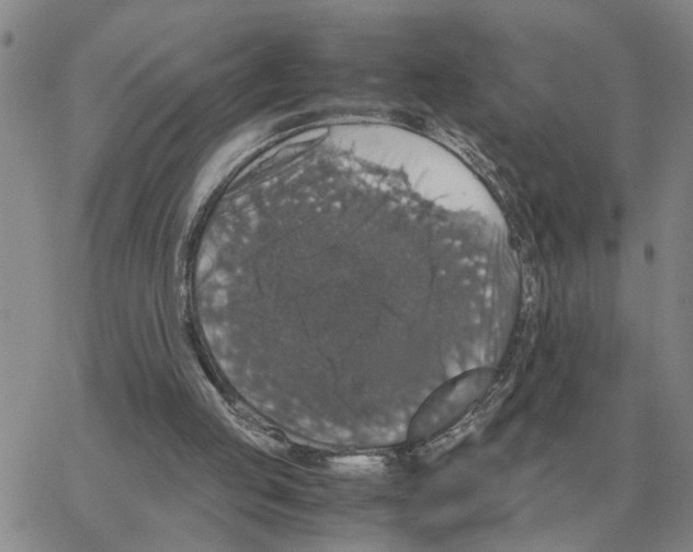 X0000064770053200603131444