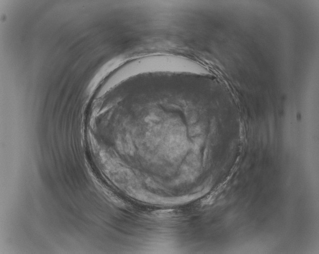 X0000064770054200603131444