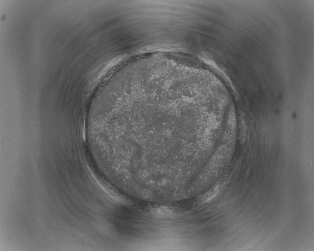 X0000064770062200603131444