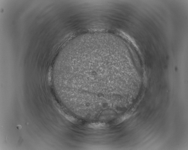 X0000064770065200603131444