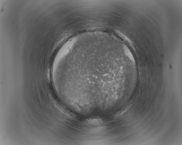 X0000064770067200603131444