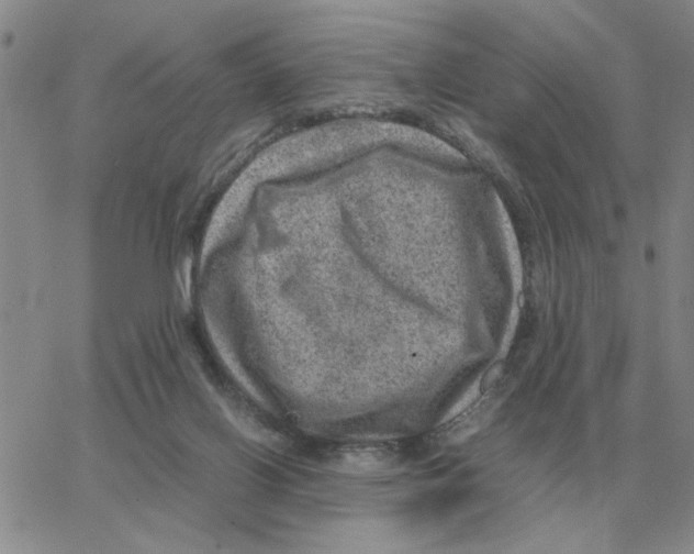 X0000064770070200603131444