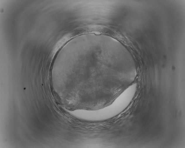 X0000064770099200603131444