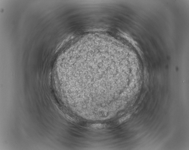 X0000064770153200603131442