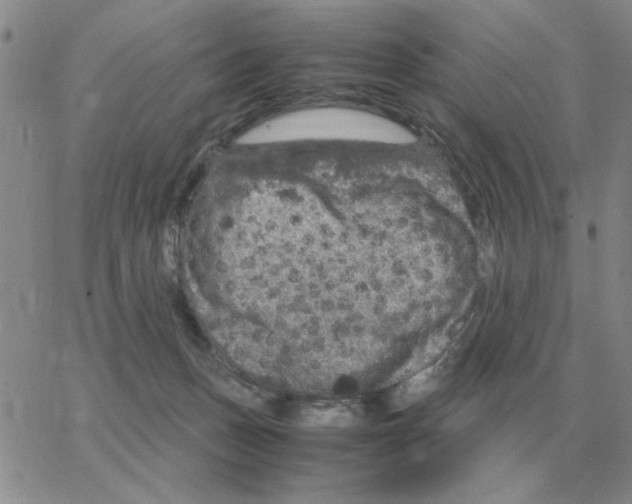 X0000064770175200603131443