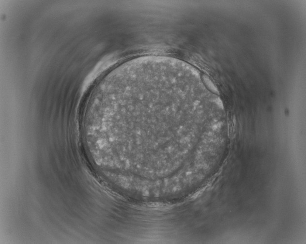 X0000064770198200603131442