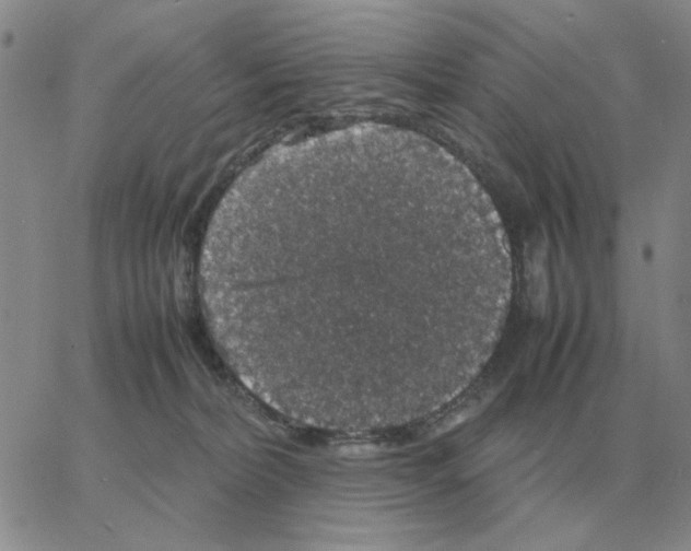 X0000064770228200603131442