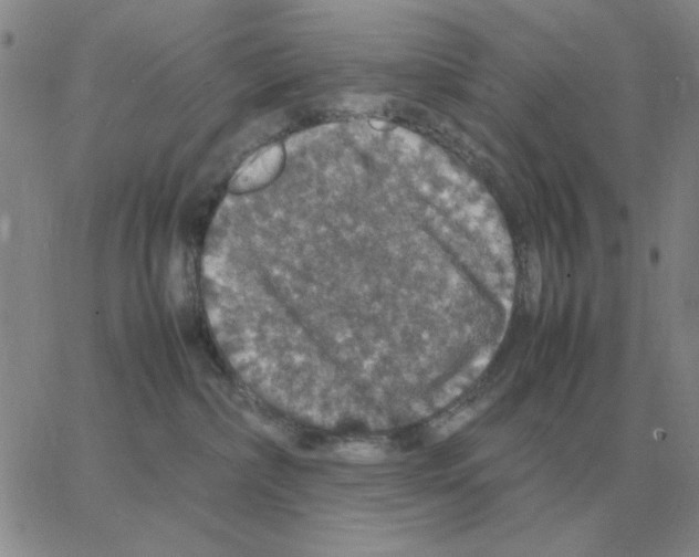 X0000064770236200603131441