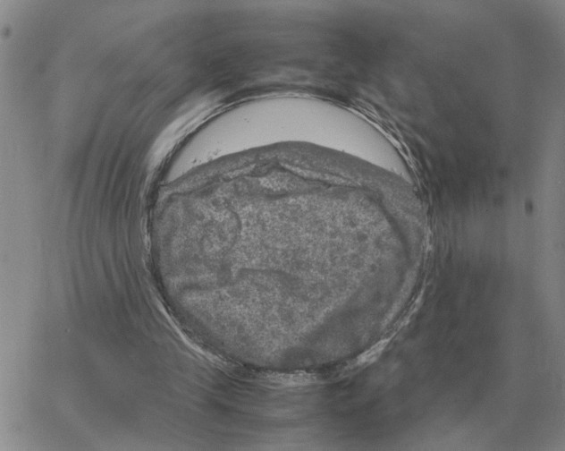 X0000064770245200603131441