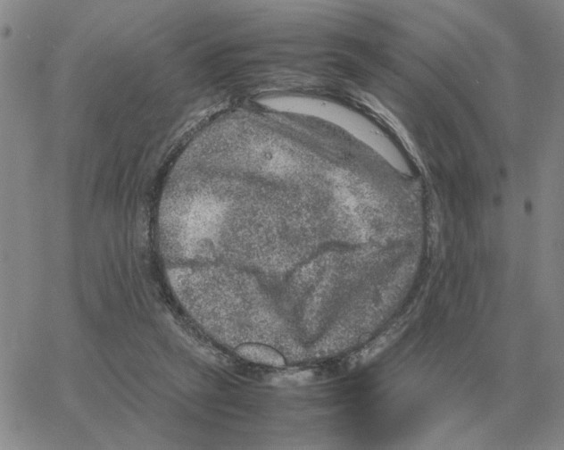 X0000064770257200603131441