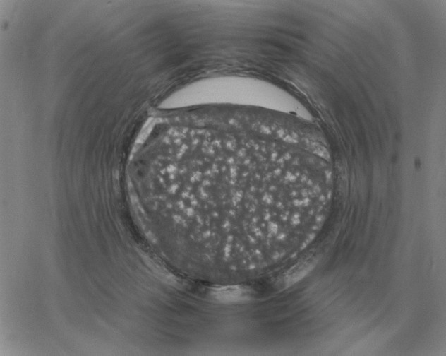 X0000064770269200603131441