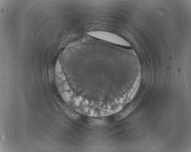 X0000064770285200603131441