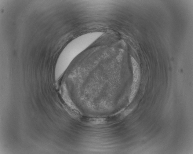 X0000064770288200603131441