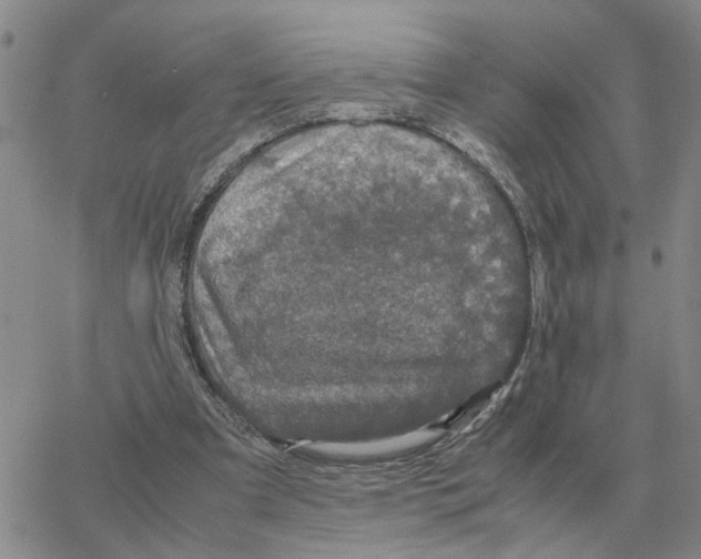 X0000064770297200603131440