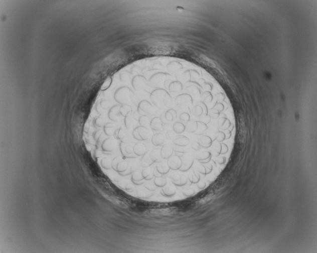 X0000064770307200603131440