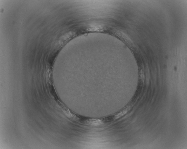 X0000064770322200603131440