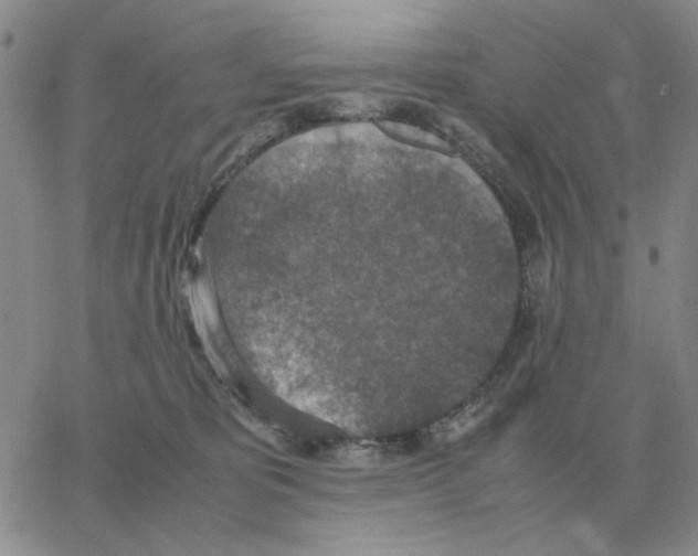 X0000064770325200603131440