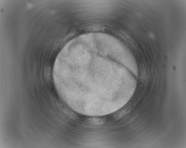 X0000064770326200603131440