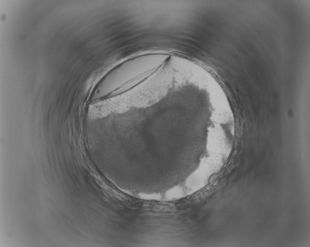 X0000064770337200603131439