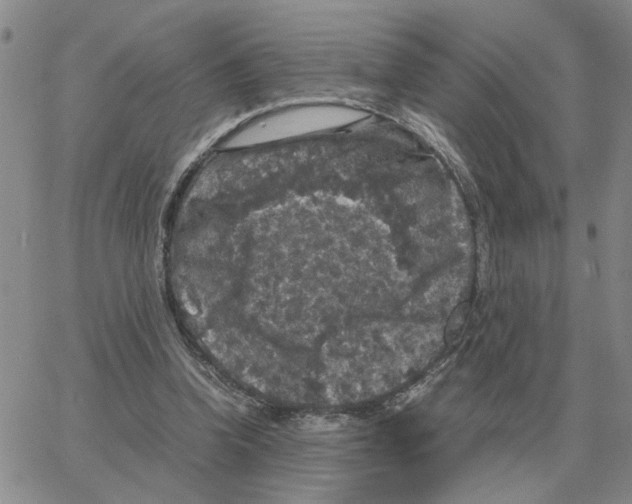 X0000064770346200603131439