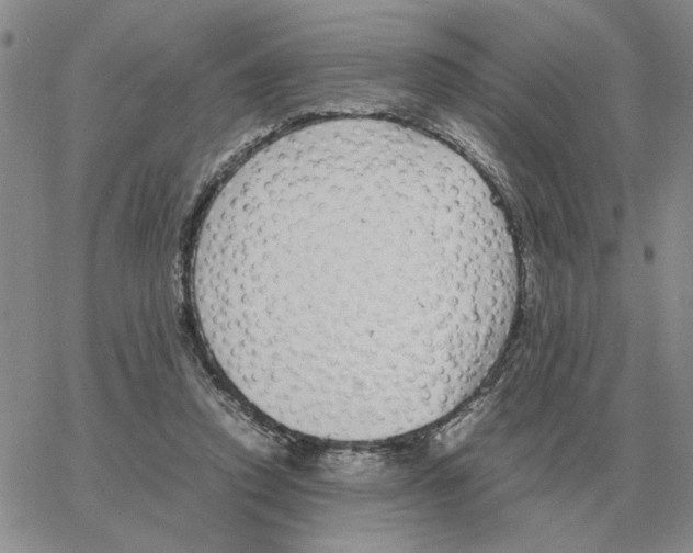 X0000064770354200603131439