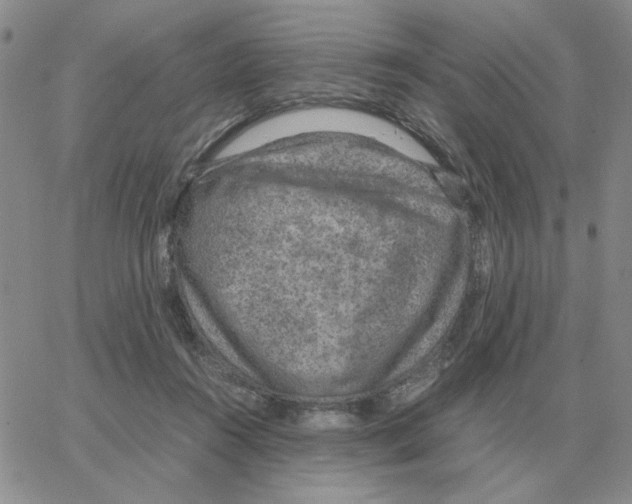 X0000064770360200603131439