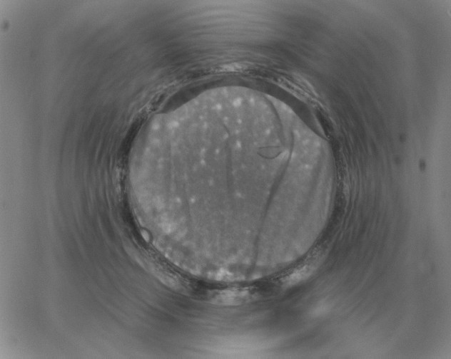 X0000064770366200603131440