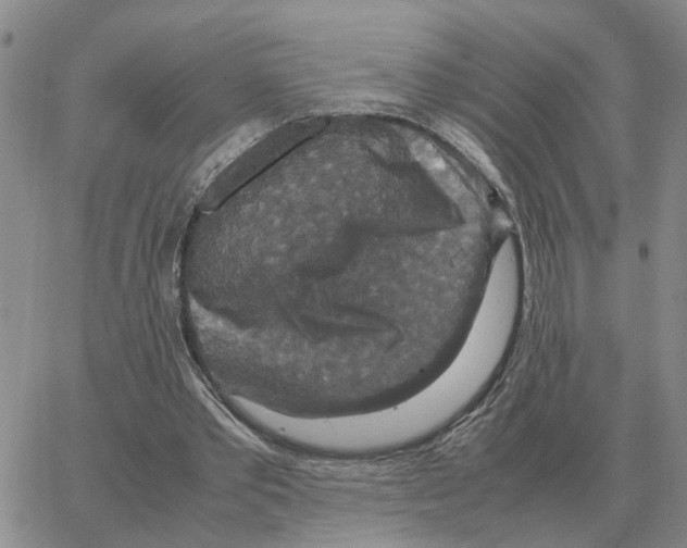 X0000064770389200603131439