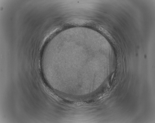 X0000064770399200603131439