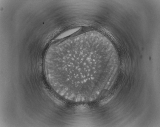 X0000064770402200603131439