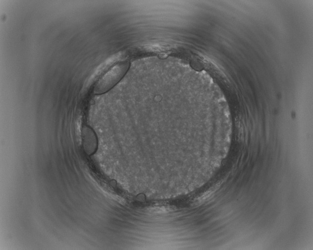 X0000064770404200603131439