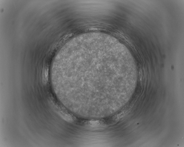 X0000064770406200603131439