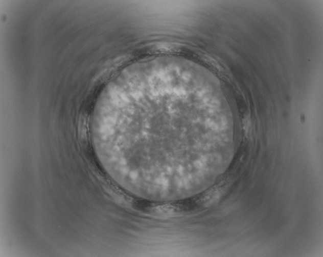 X0000064770423200603131438