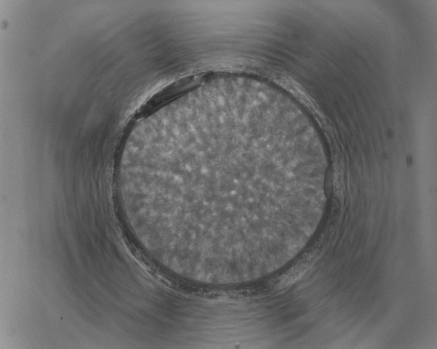 X0000064770434200603131438