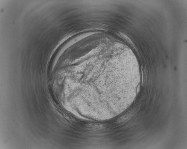 X0000064770435200603131438