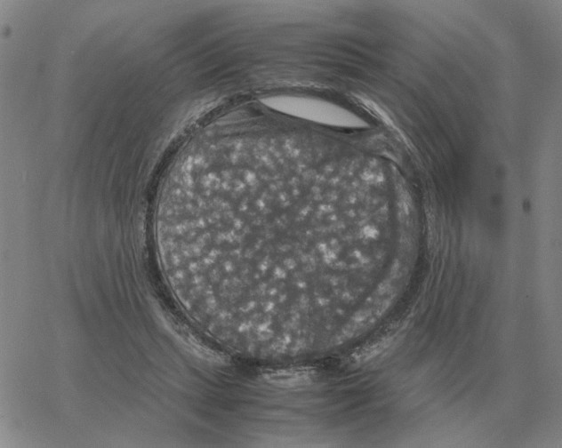 X0000064770447200603131438