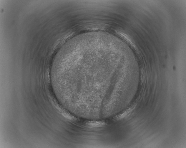 X0000064770453200603131438