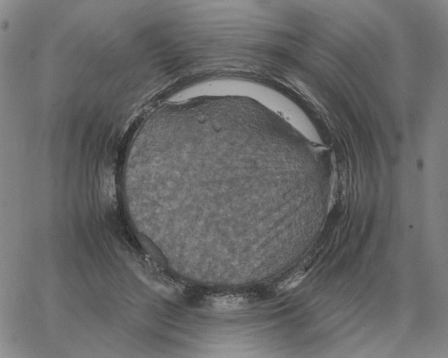 X0000064770500200603131437