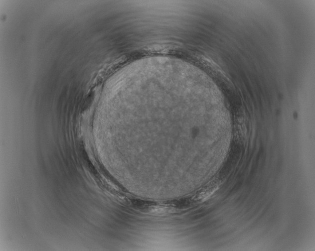 X0000064770504200603131437